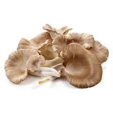 Oyster Mushroom / Cendewan Tiram 100g