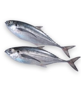 Ikan Cencaru Approx. 500g