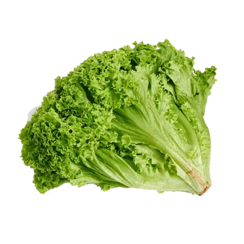 Daun Selada / Green Coral Lettuce 250g