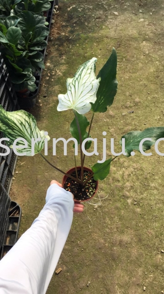 Caladium Thai Beauty White Potted Plants / Indoor Plants Malaysia, Johor, Muar Plants Wholesale, Wholesaler, Supplier, Supply | Tapak Semaian Seri Maju Sdn Bhd