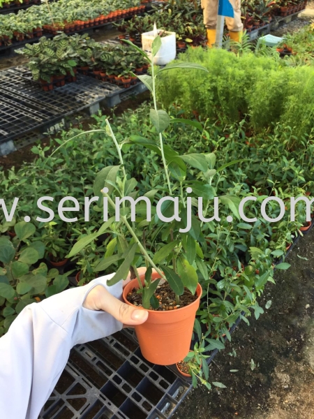 Vernonia Elliptica Potted Plants / Indoor Plants Malaysia, Johor, Muar Supplier, Supply, Wholesale, Wholesaler | Tapak Semaian Seri Maju Sdn Bhd