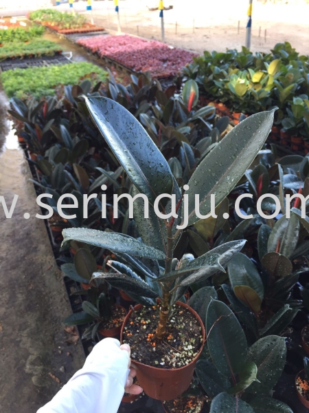 Ficus Elastica Black Burgundy Potted Plants / Indoor Plants Malaysia, Johor, Muar Supplier, Supply, Wholesale, Wholesaler | Tapak Semaian Seri Maju Sdn Bhd