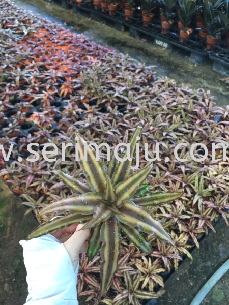 Cryptanthus Brown Potted Plants / Indoor Plants Malaysia, Johor, Muar Supplier, Supply, Wholesale, Wholesaler | Tapak Semaian Seri Maju Sdn Bhd