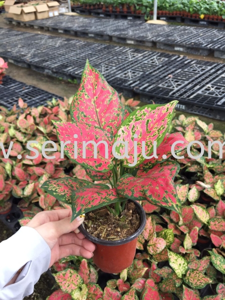 Aglaonema Red Valentine Potted Plants / Indoor Plants Muar, Johor, Malaysia. Nursery, Supplier, Supplies, Supply | Tapak Semaian Seri Maju Sdn Bhd