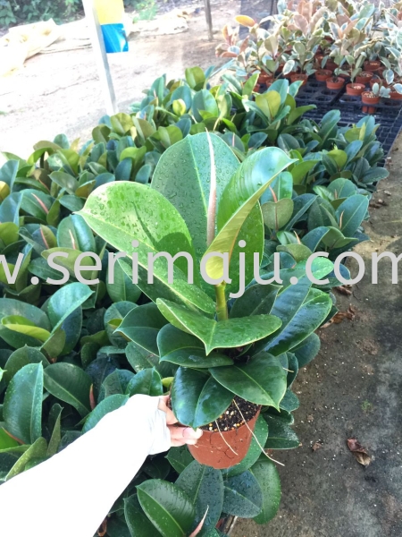 Ficus Elastica Green Potted Plants / Indoor Plants Malaysia, Johor, Muar Supplier, Supply, Wholesale, Wholesaler | Tapak Semaian Seri Maju Sdn Bhd