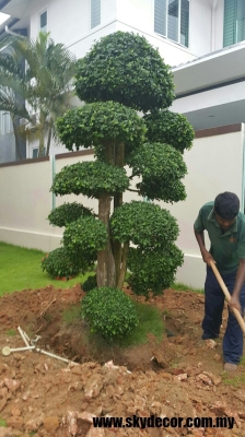 Home Garden Plant Trees Service Johor Bahru