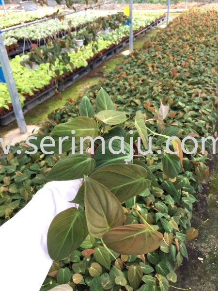 Philodendron Micans Potted Plants / Indoor Plants Malaysia, Johor, Muar Plants Wholesale, Wholesaler, Supplier, Supply | Tapak Semaian Seri Maju Sdn Bhd