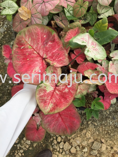 Caladium Euphoria C3 Potted Plants / Indoor Plants Malaysia, Johor, Muar Supplier, Supply, Wholesale, Wholesaler | Tapak Semaian Seri Maju Sdn Bhd