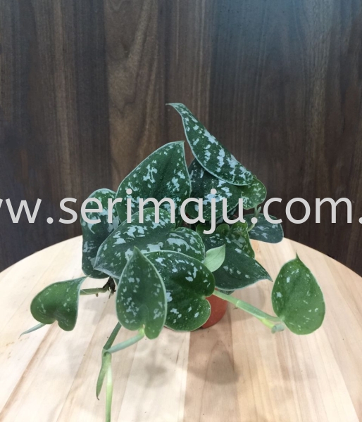 Scindapsus Pictus Argyraeus Potted Plants / Indoor Plants Malaysia, Johor, Muar Plants Wholesale, Wholesaler, Supplier, Supply | Tapak Semaian Seri Maju Sdn Bhd