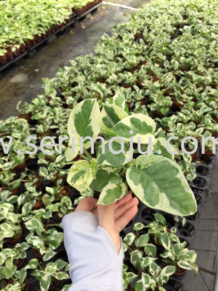 Epipremnum Njoy Potted Plants / Indoor Plants Malaysia, Johor, Muar Plants Wholesale, Wholesaler, Supplier, Supply | Tapak Semaian Seri Maju Sdn Bhd