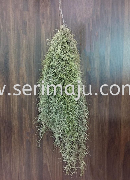 Tillandsia Usneoides  Potted Plants / Indoor Plants Muar, Johor, Malaysia. Nursery, Supplier, Supplies, Supply | Tapak Semaian Seri Maju Sdn Bhd