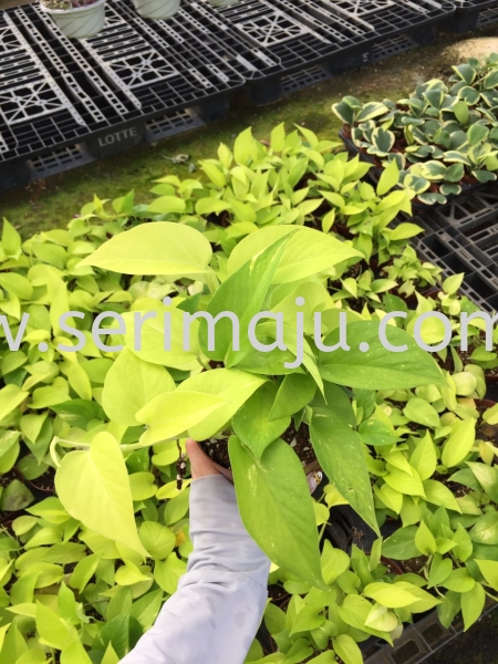 Epipremnum Aureum Neon Potted Plants / Indoor Plants Malaysia, Johor, Muar Supplier, Supply, Wholesale, Wholesaler | Tapak Semaian Seri Maju Sdn Bhd