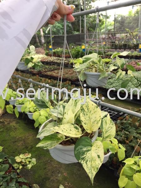 Epipremnum  Marble Queen Potted Plants / Indoor Plants Muar, Johor, Malaysia. Nursery, Supplier, Supplies, Supply | Tapak Semaian Seri Maju Sdn Bhd