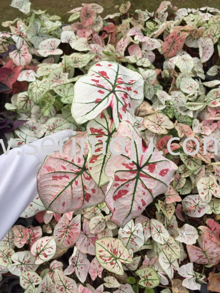 Caladium Strawberry Stars/Pink Potted Plants / Indoor Plants Malaysia, Johor, Muar Plants Wholesale, Wholesaler, Supplier, Supply | Tapak Semaian Seri Maju Sdn Bhd