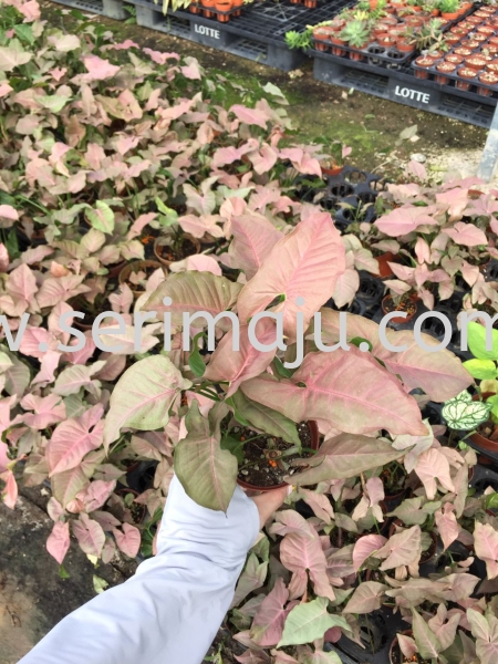 Syngonium Pink Potted Plants / Indoor Plants Malaysia, Johor, Muar Plants Wholesale, Wholesaler, Supplier, Supply | Tapak Semaian Seri Maju Sdn Bhd