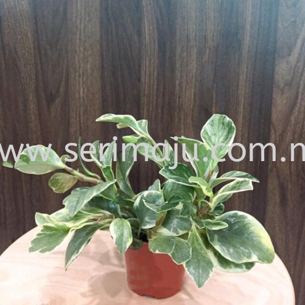 Peperomia Obtusifolia Var Potted Plants / Indoor Plants Muar, Johor, Malaysia. Nursery, Supplier, Supplies, Supply | Tapak Semaian Seri Maju Sdn Bhd