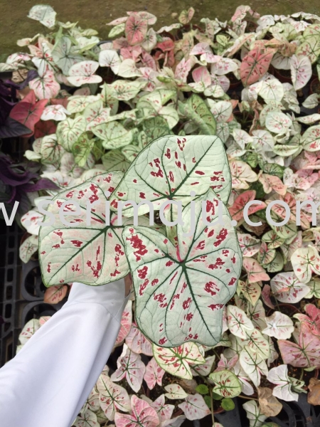 Caladium Strawberry Stars Potted Plants / Indoor Plants Malaysia, Johor, Muar Plants Wholesale, Wholesaler, Supplier, Supply | Tapak Semaian Seri Maju Sdn Bhd