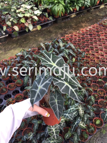 Alocasia Amazonica Polly Potted Plants / Indoor Plants Malaysia, Johor, Muar Supplier, Supply, Wholesale, Wholesaler | Tapak Semaian Seri Maju Sdn Bhd
