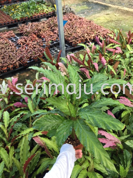 Calathea Rufibarba Potted Plants / Indoor Plants Malaysia, Johor, Muar Supplier, Supply, Wholesale, Wholesaler | Tapak Semaian Seri Maju Sdn Bhd