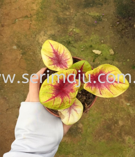 Caladium Lemon Blush Potted Plants / Indoor Plants Muar, Johor, Malaysia. Nursery, Supplier, Supplies, Supply | Tapak Semaian Seri Maju Sdn Bhd