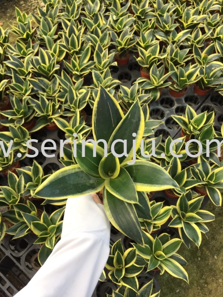 Sansevieria Jade Marginata Potted Plants / Indoor Plants Muar, Johor, Malaysia. Nursery, Supplier, Supplies, Supply | Tapak Semaian Seri Maju Sdn Bhd