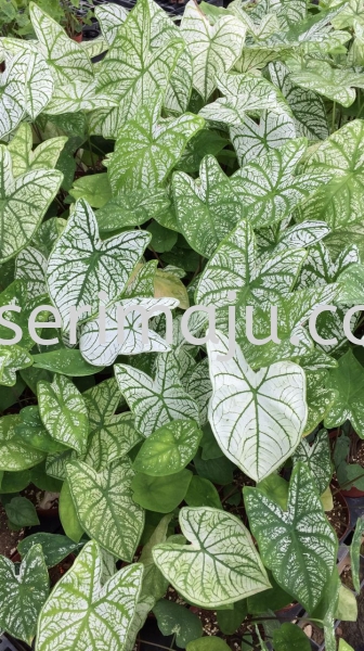 Caladium White Christmas Potted Plants / Indoor Plants Malaysia, Johor, Muar Plants Wholesale, Wholesaler, Supplier, Supply | Tapak Semaian Seri Maju Sdn Bhd