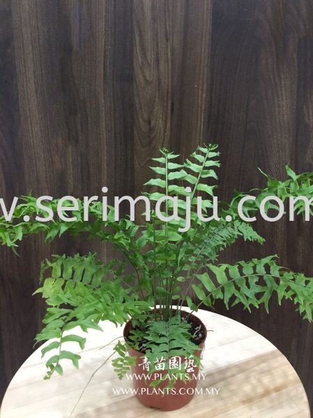 Nephrolepis Falcata Potted Plants / Indoor Plants Malaysia, Johor, Muar Plants Wholesale, Wholesaler, Supplier, Supply | Tapak Semaian Seri Maju Sdn Bhd