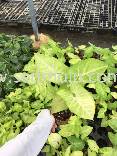 Syngonium Gold  Potted Plants / Indoor Plants Malaysia, Johor, Muar Plants Wholesale, Wholesaler, Supplier, Supply | Tapak Semaian Seri Maju Sdn Bhd