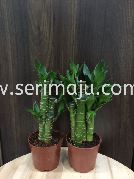 Lucky Bamboo 3/5 stem Potted Plants / Indoor Plants Malaysia, Johor, Muar Supplier, Supply, Wholesale, Wholesaler | Tapak Semaian Seri Maju Sdn Bhd