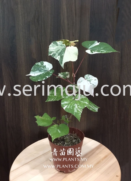 Talipariti Tiliaceum Tricolor Potted Plants / Indoor Plants Muar, Johor, Malaysia. Nursery, Supplier, Supplies, Supply | Tapak Semaian Seri Maju Sdn Bhd