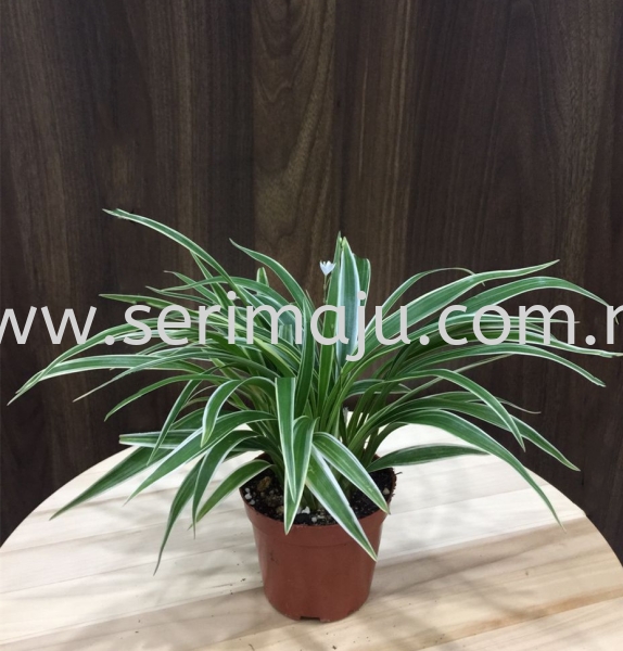 Chlorophytum Bichetii Potted Plants / Indoor Plants Malaysia, Johor, Muar Plants Wholesale, Wholesaler, Supplier, Supply | Tapak Semaian Seri Maju Sdn Bhd