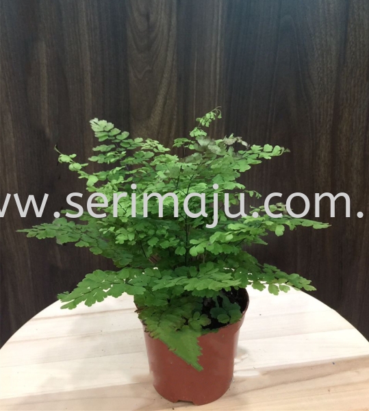 Adiantum Fragrans Potted Plants / Indoor Plants Muar, Johor, Malaysia. Nursery, Supplier, Supplies, Supply | Tapak Semaian Seri Maju Sdn Bhd