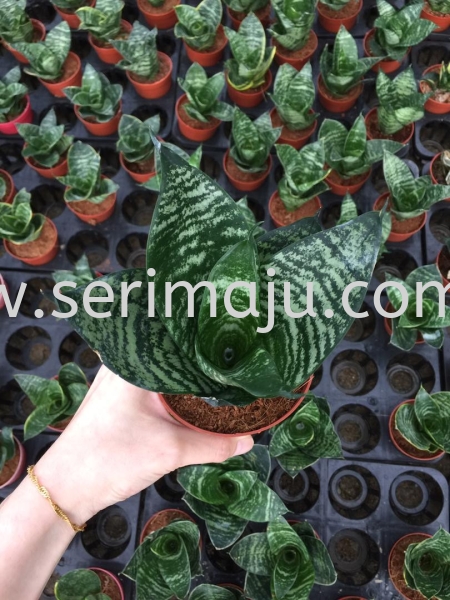 Sansevieria Robusta Potted Plants / Indoor Plants Malaysia, Johor, Muar Plants Wholesale, Wholesaler, Supplier, Supply | Tapak Semaian Seri Maju Sdn Bhd