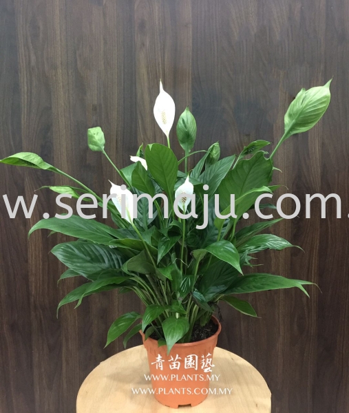 Spathiphyllum Mojo Potted Plants / Indoor Plants Malaysia, Johor, Muar Supplier, Supply, Wholesale, Wholesaler | Tapak Semaian Seri Maju Sdn Bhd