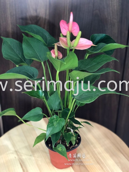 Anthurium Pink Potted Plants / Indoor Plants Malaysia, Johor, Muar Plants Wholesale, Wholesaler, Supplier, Supply | Tapak Semaian Seri Maju Sdn Bhd