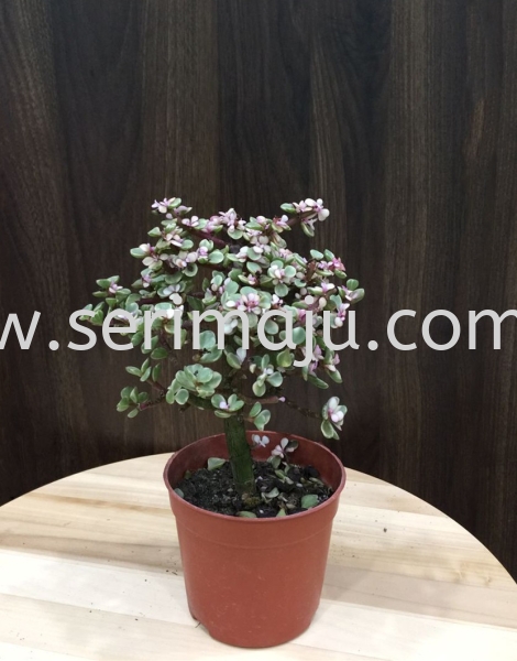 Portulacaria Afra Var Single Stem Potted Plants / Indoor Plants Muar, Johor, Malaysia. Nursery, Supplier, Supplies, Supply | Tapak Semaian Seri Maju Sdn Bhd