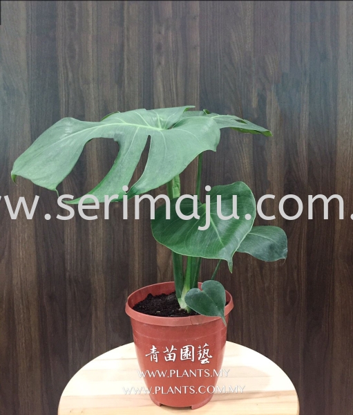 Monstera Deliciosa Potted Plants / Indoor Plants Malaysia, Johor, Muar Supplier, Supply, Wholesale, Wholesaler | Tapak Semaian Seri Maju Sdn Bhd