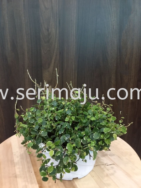 Ficus Pumilia Var Potted Plants / Indoor Plants Malaysia, Johor, Muar Supplier, Supply, Wholesale, Wholesaler | Tapak Semaian Seri Maju Sdn Bhd