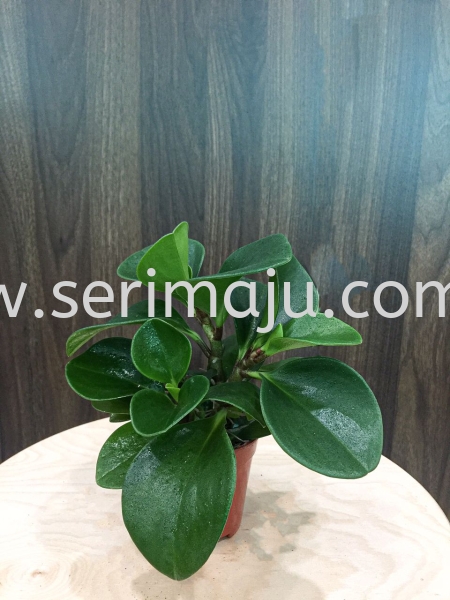 Peperomia Obtusifolia Potted Plants / Indoor Plants Malaysia, Johor, Muar Supplier, Supply, Wholesale, Wholesaler | Tapak Semaian Seri Maju Sdn Bhd