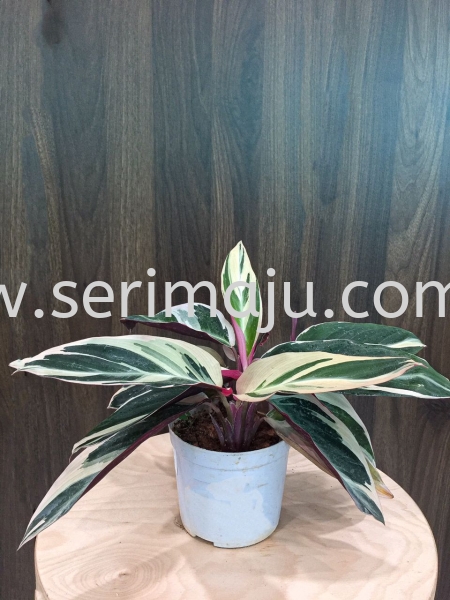 Stromanthe Sanguinea Triostar Potted Plants / Indoor Plants Malaysia, Johor, Muar Supplier, Supply, Wholesale, Wholesaler | Tapak Semaian Seri Maju Sdn Bhd