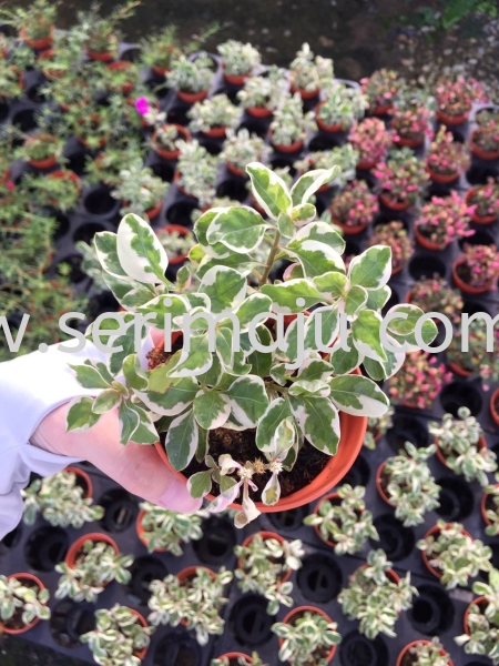 Alternanthera Ficoidea White Carpet Potted Plants / Indoor Plants Malaysia, Johor, Muar Supplier, Supply, Wholesale, Wholesaler | Tapak Semaian Seri Maju Sdn Bhd