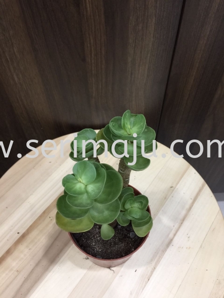 Portulaca Molokiniensis Potted Plants / Indoor Plants Malaysia, Johor, Muar Supplier, Supply, Wholesale, Wholesaler | Tapak Semaian Seri Maju Sdn Bhd