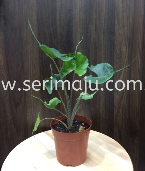 Alocasia Stingray Potted Plants / Indoor Plants Malaysia, Johor, Muar Supplier, Supply, Wholesale, Wholesaler | Tapak Semaian Seri Maju Sdn Bhd