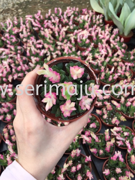 Echeveria Macdougallii Potted Plants / Indoor Plants Muar, Johor, Malaysia. Nursery, Supplier, Supplies, Supply | Tapak Semaian Seri Maju Sdn Bhd