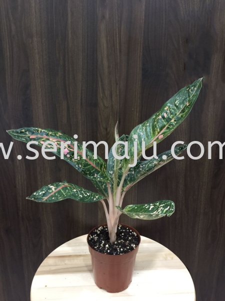 Aglaonema Donna Carmen Potted Plants / Indoor Plants Malaysia, Johor, Muar Plants Wholesale, Wholesaler, Supplier, Supply | Tapak Semaian Seri Maju Sdn Bhd