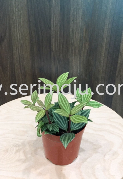 Peperomia Tetragona Potted Plants / Indoor Plants Muar, Johor, Malaysia. Nursery, Supplier, Supplies, Supply | Tapak Semaian Seri Maju Sdn Bhd