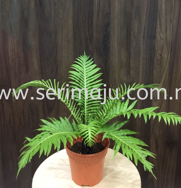 Blechnum Gibbum Potted Plants / Indoor Plants Malaysia, Johor, Muar Supplier, Supply, Wholesale, Wholesaler | Tapak Semaian Seri Maju Sdn Bhd