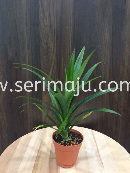 Pandanus Amaryllifolius Potted Plants / Indoor Plants Malaysia, Johor, Muar Supplier, Supply, Wholesale, Wholesaler | Tapak Semaian Seri Maju Sdn Bhd