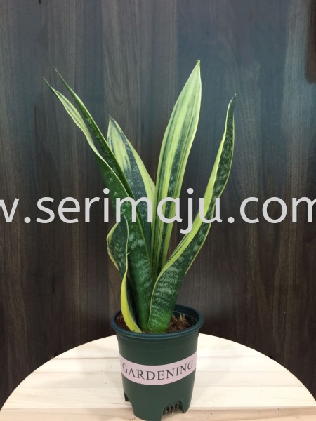 Sansevieria Laurentii Gold Potted Plants / Indoor Plants Muar, Johor, Malaysia. Nursery, Supplier, Supplies, Supply | Tapak Semaian Seri Maju Sdn Bhd