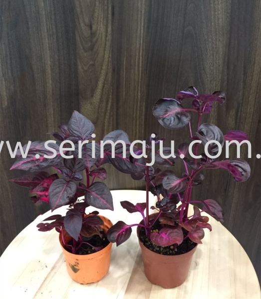 Iresine Herbstii Red Potted Plants / Indoor Plants Malaysia, Johor, Muar Supplier, Supply, Wholesale, Wholesaler | Tapak Semaian Seri Maju Sdn Bhd